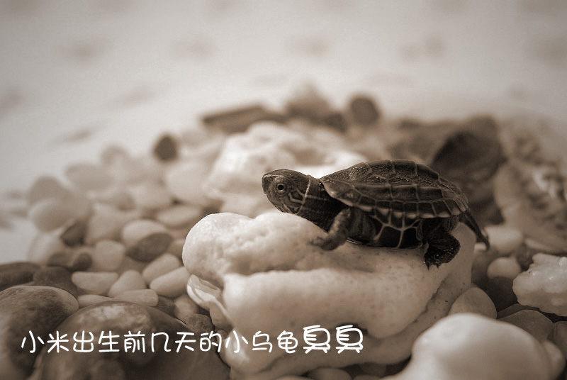 小米出生前几天的小乌龟臭臭